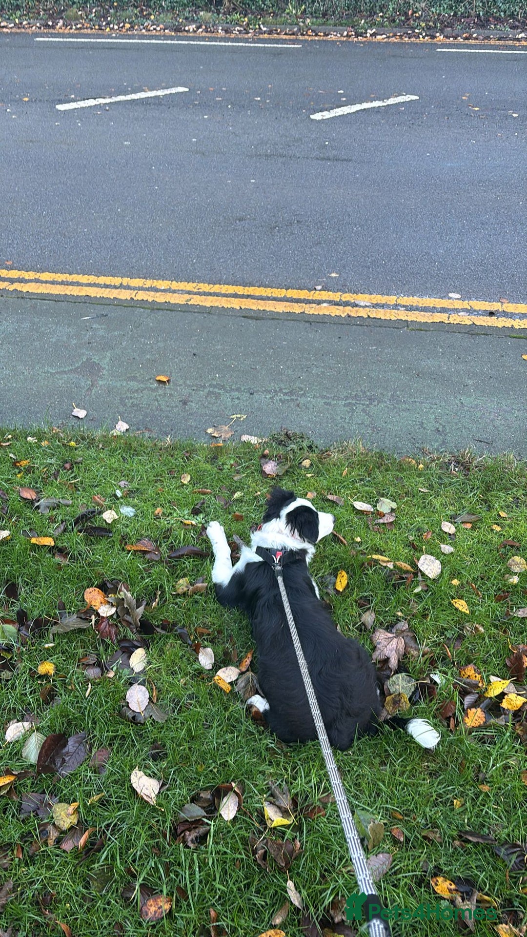 Border Collie dogs for adoption: 5 month old border collie - Advert 2
