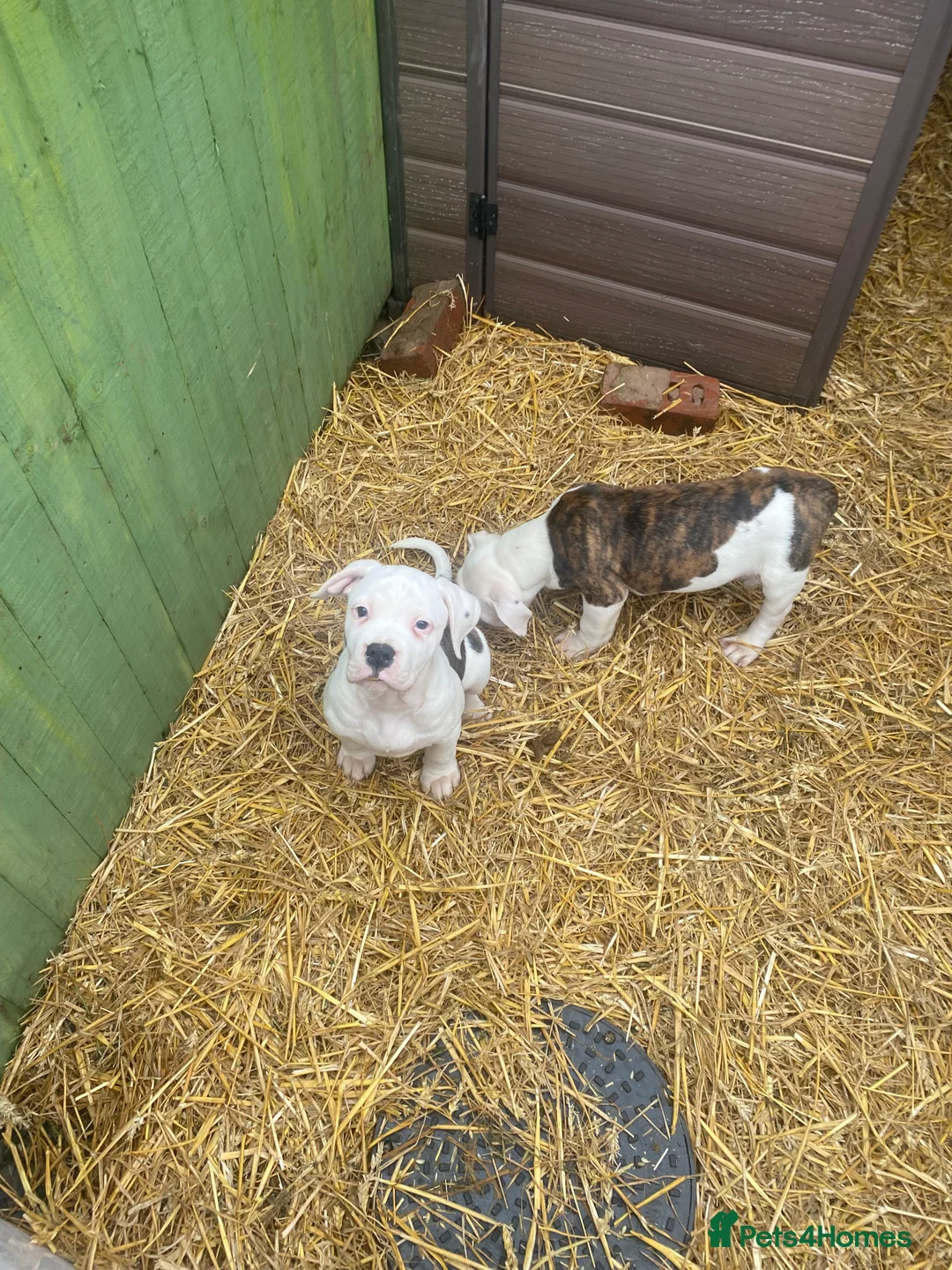 American Bulldog dogs for sale: American bulldog  - Advert 2