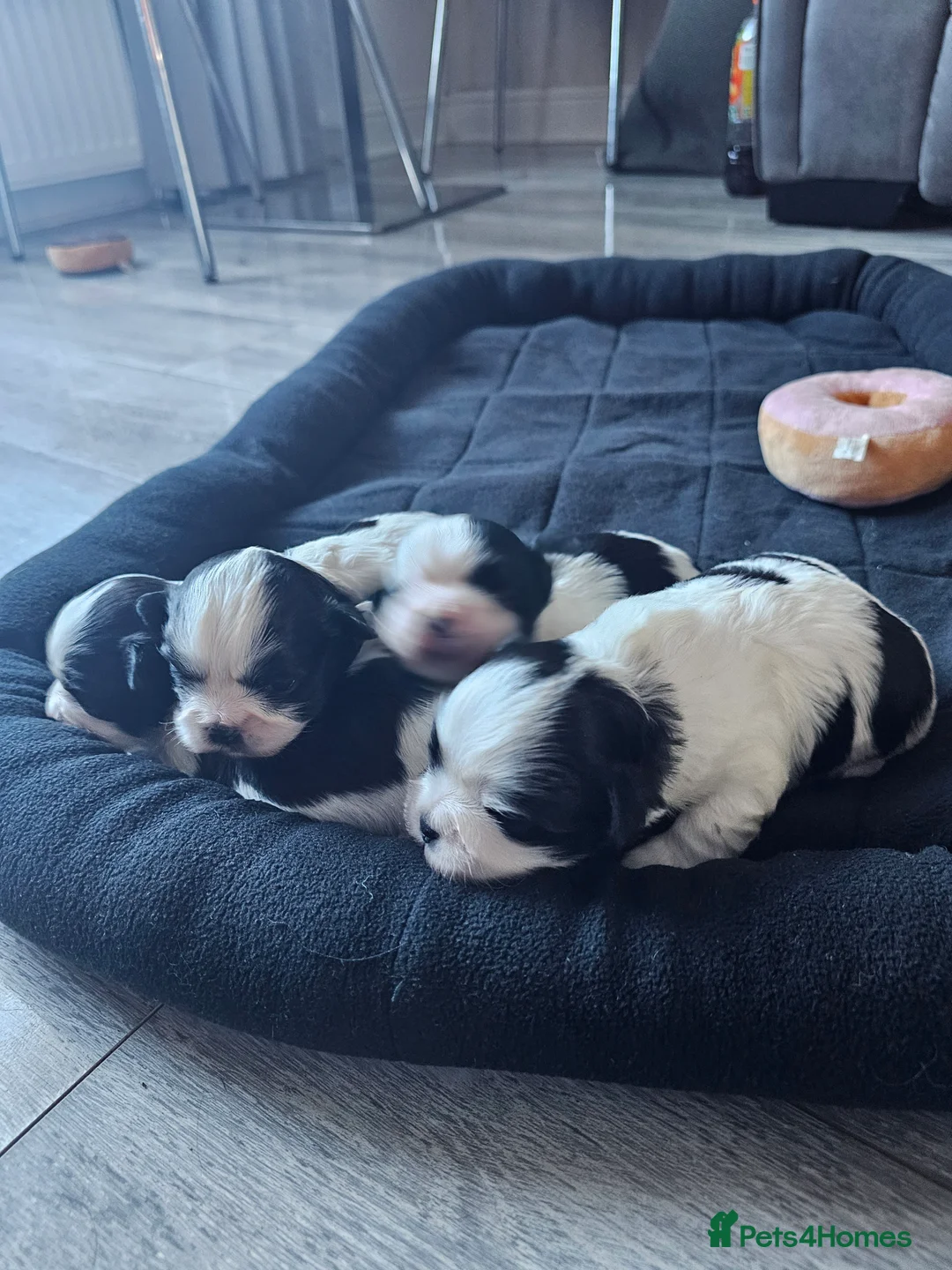 Lhasa Apso dogs for sale: Lhasa apso puppies fully KC REGISTERED  - Advert 15