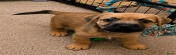 Mixed Breed dogs for sale: Last male Border/Cairn Terriers - Advert 2