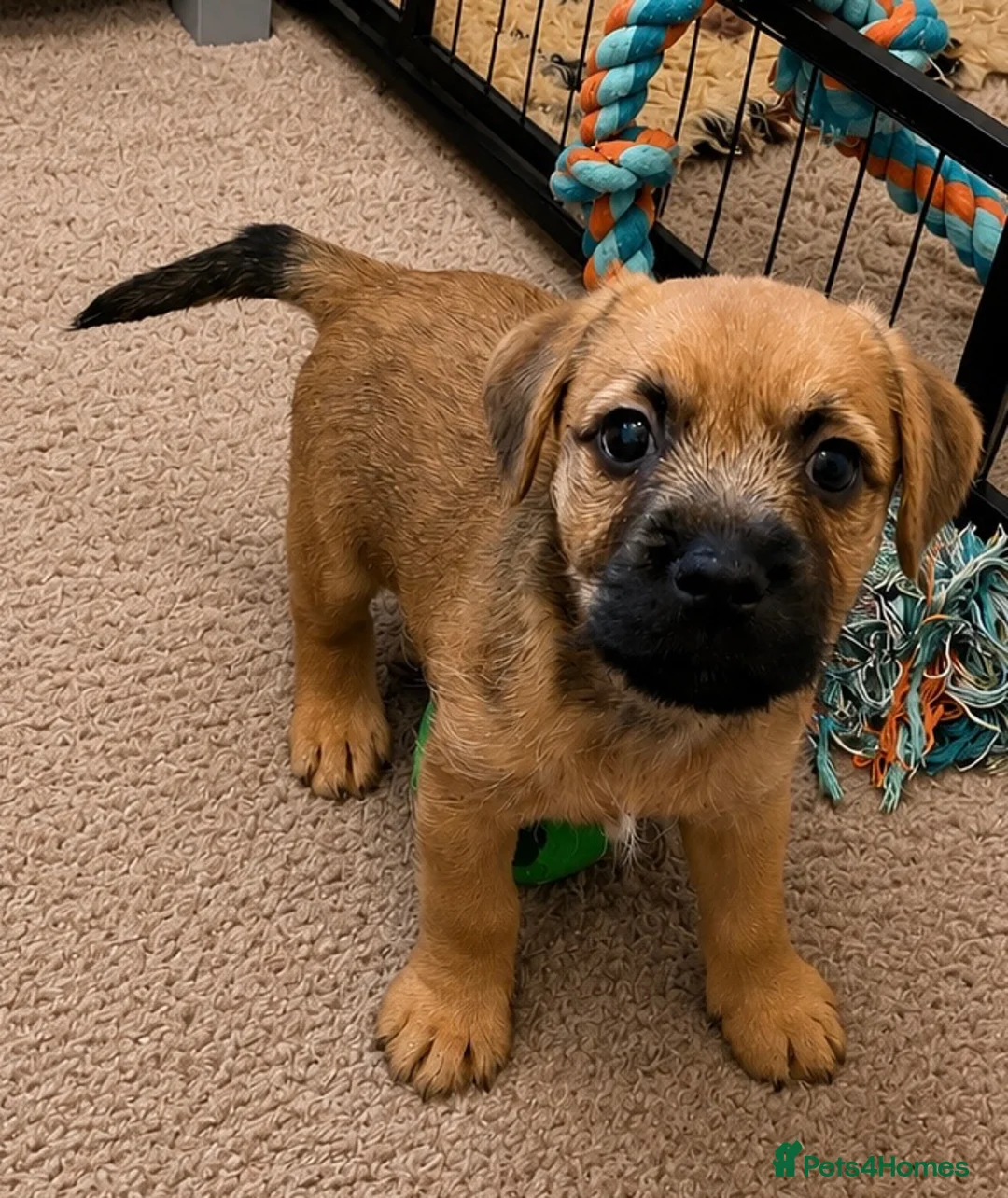 Mixed Breed dogs for sale: Last male Border/Cairn Terriers - Advert 2