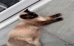 Ragdoll cats for sale: Ragdoll boy - Image 3