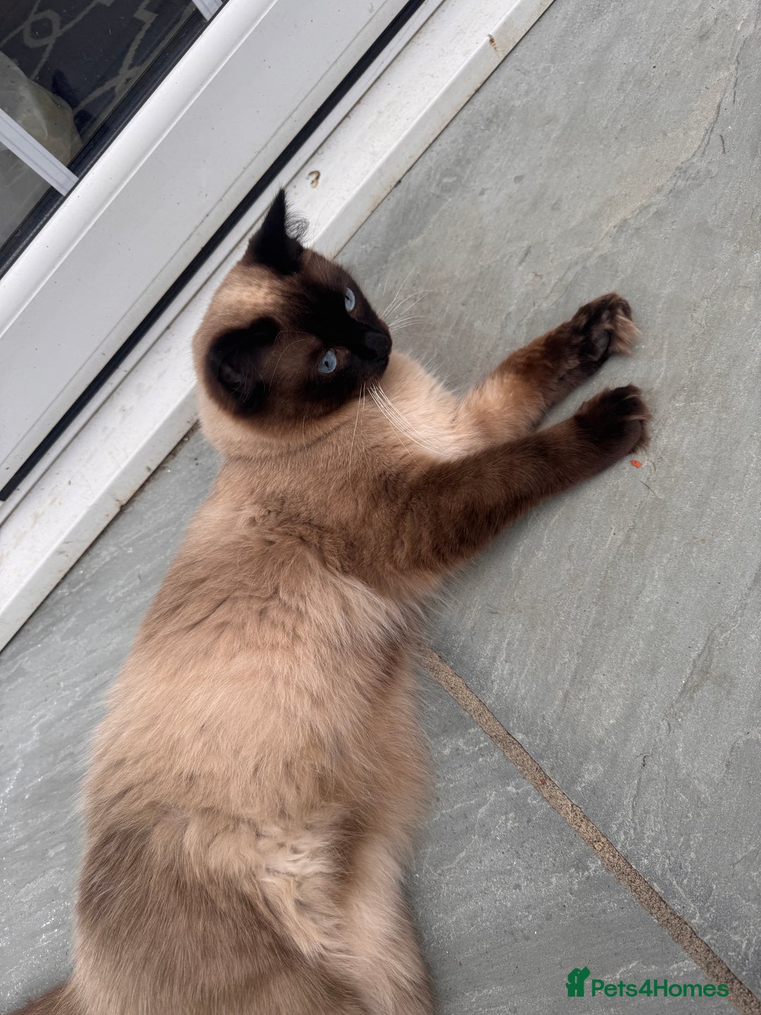 Ragdoll cats for sale: Ragdoll boy - Image 3