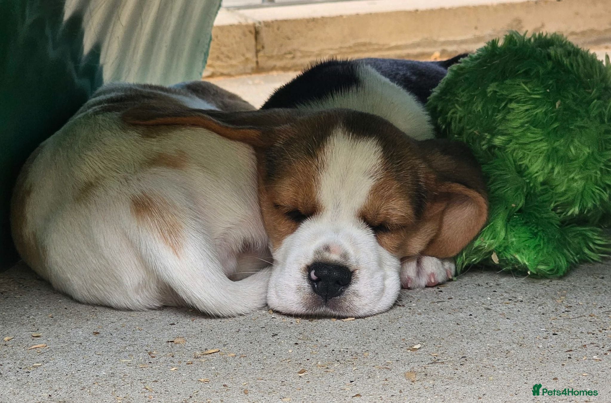 Beagle dogs Stunning KC Registered Beagle Pups- Ready 24.08.26 - Advert 2