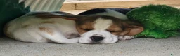 Beagle dogs for sale: Stunning KC Registered Beagle Pups- Ready 24.08.26 in Thirsk - Advert 2