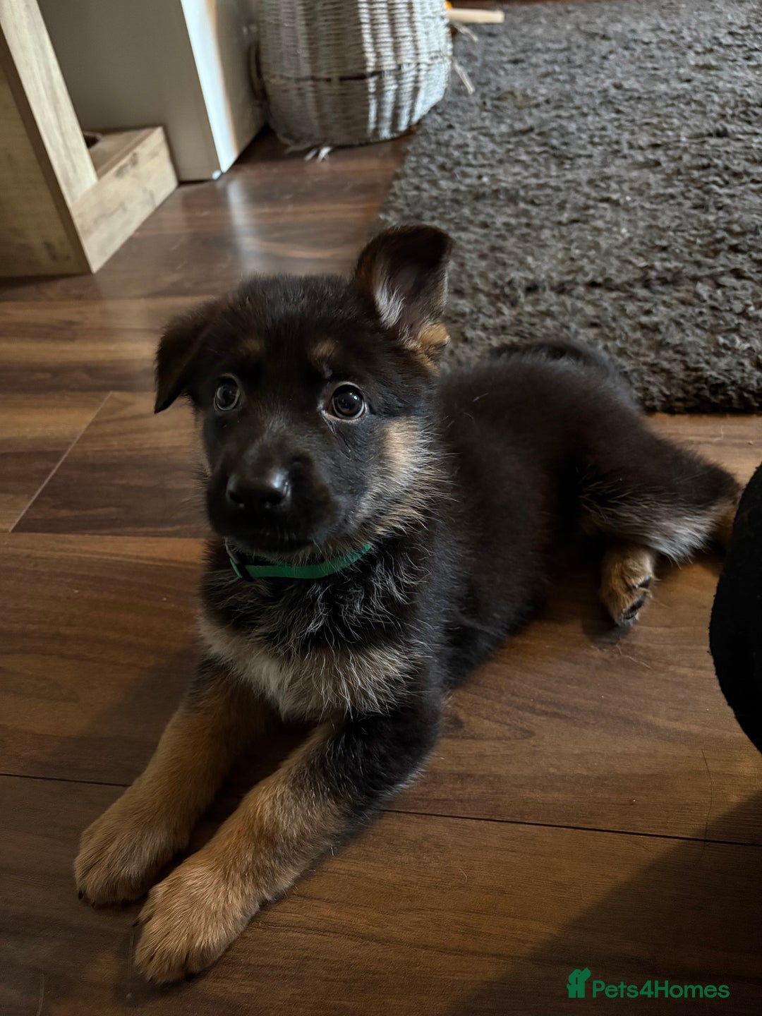Mixed Breed dogs for sale: Belgian malinois x German Shepherd puppies  - Advert 36