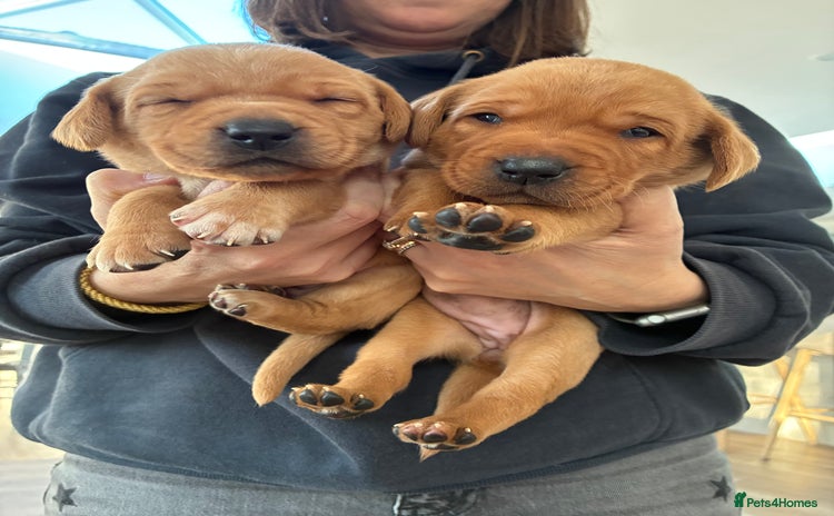 Labrador Retriever dogs - Advert 4