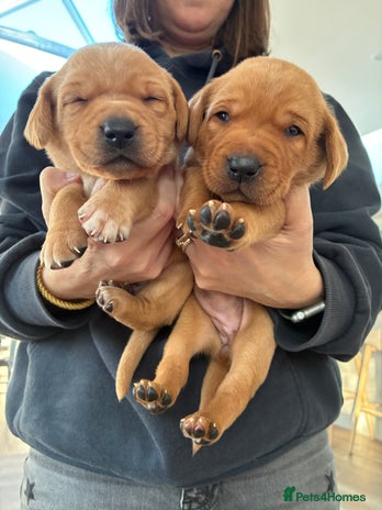 Labrador Retriever dogs - Advert 4