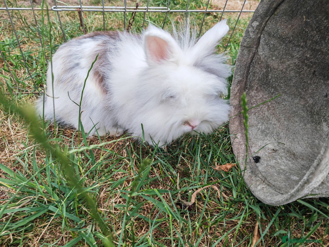 Lionhead rabbits for sale: Mini lion head, double mane, full face in Boston - Image 12