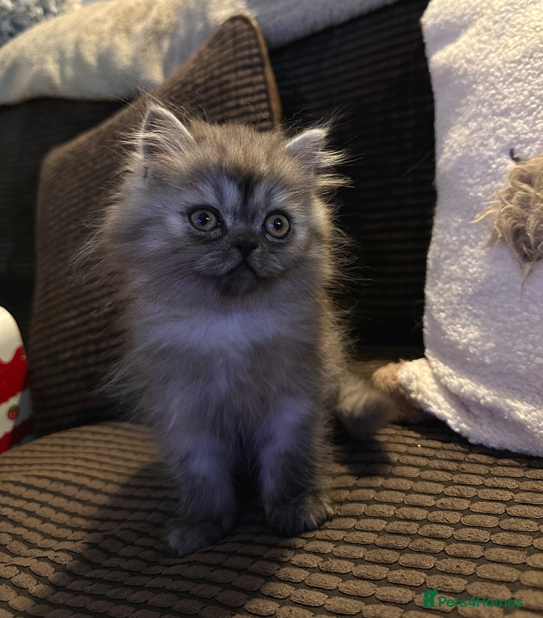 Persian cats for sale: 2 gorgeous cuddly Persian baby boys💙 - Advert 23