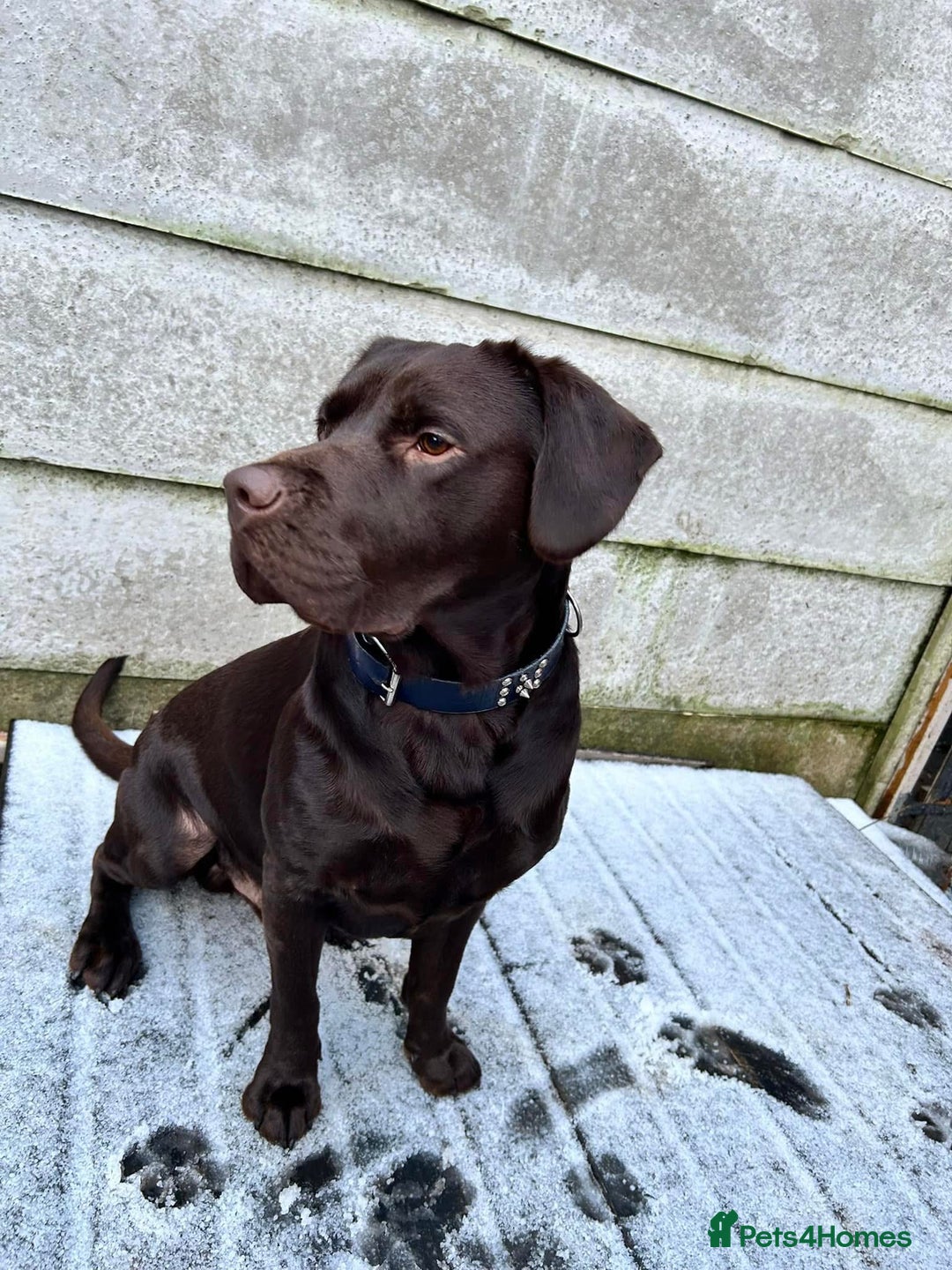 Mixed Breed dogs for sale: Lab cross collie  - Image 2