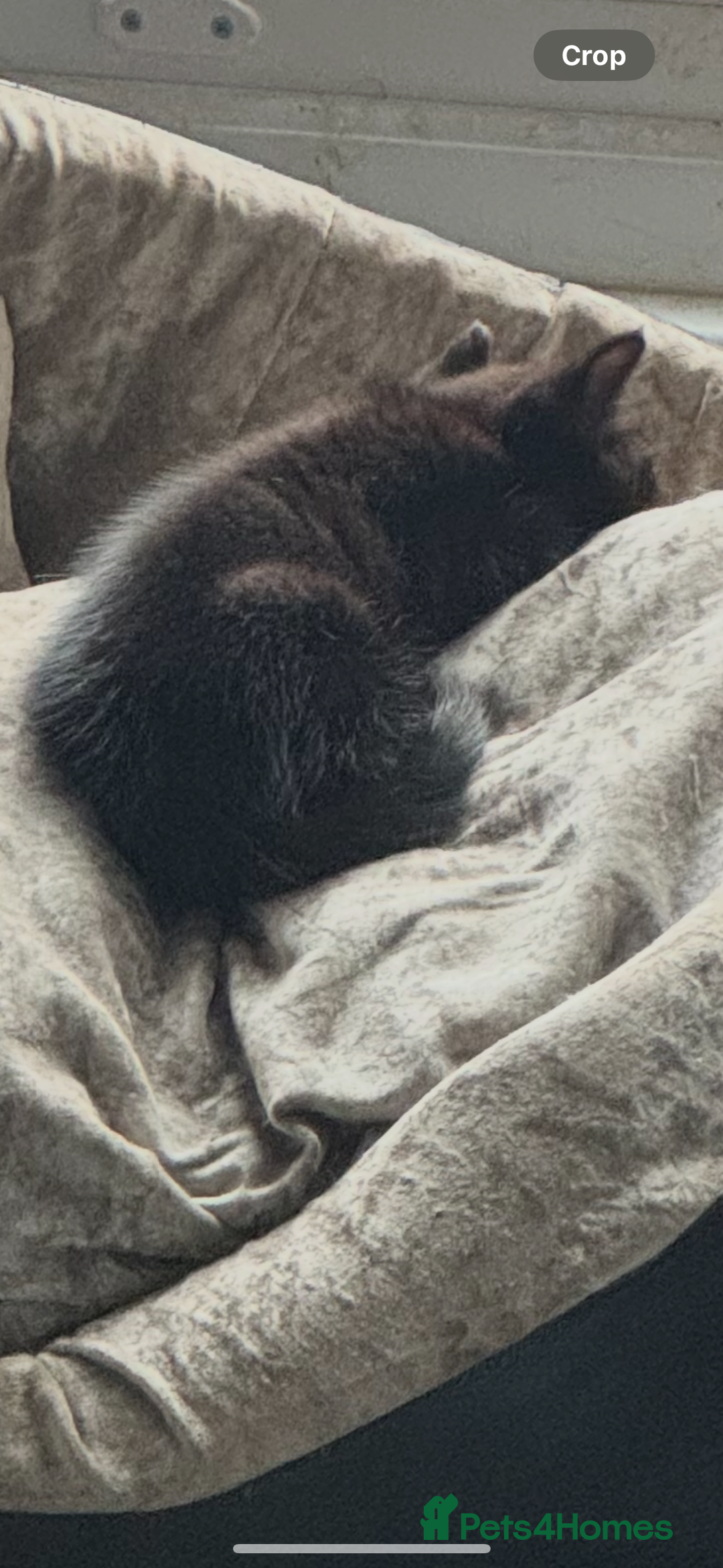 British Shorthair cats for sale: BLACK KITTENS  - Advert 8