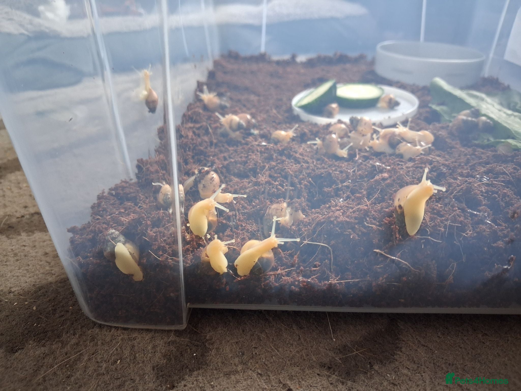 Snails invertebrates Baby giant african snails  - Advert 7