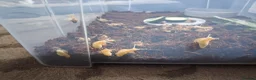 Snails invertebrates for sale: Baby giant african snails  in Ripley - Advert 1