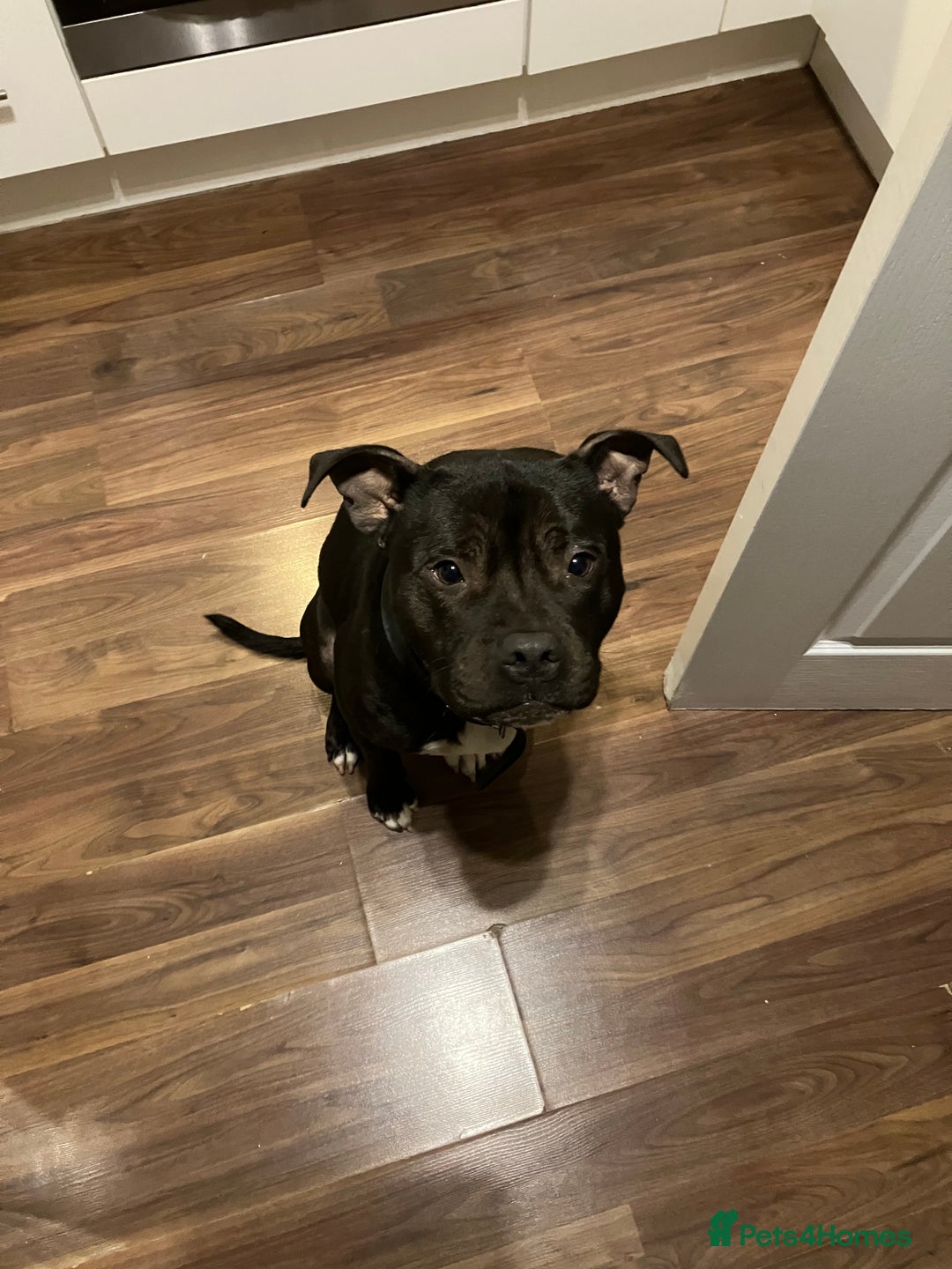 Staffordshire Bull Terrier dogs for sale: Staffy for Sale  - Advert 1