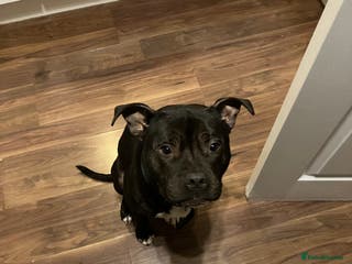 Staffordshire Bull Terrier dogs Staffy for Sale - Advert 1
