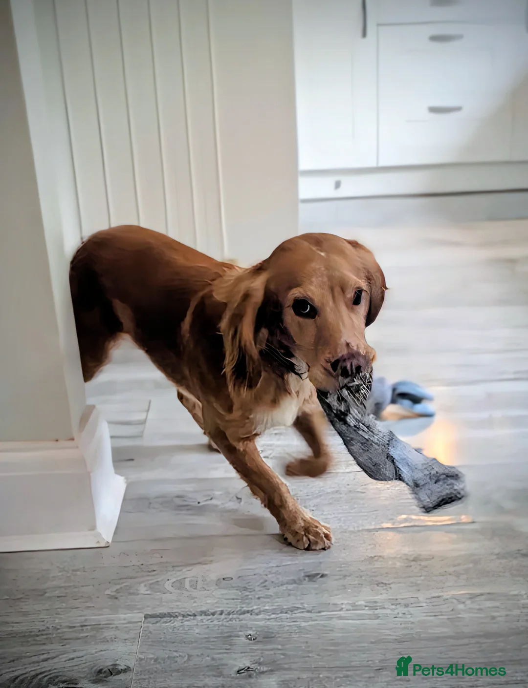 Cocker Spaniel dogs for sale: Beautiful male cocker spaniel  - Advert 9