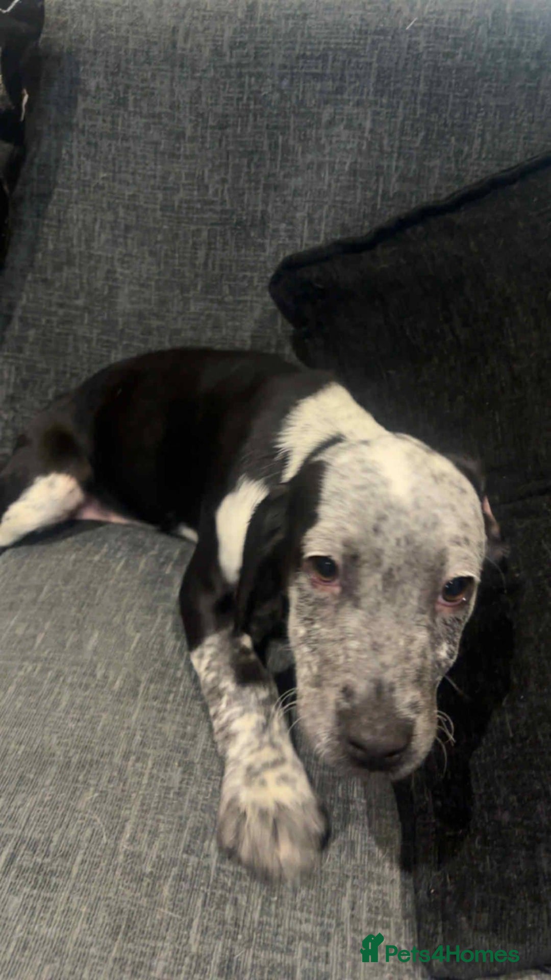 Bocker dogs for sale: Bocker pups  - Advert 4