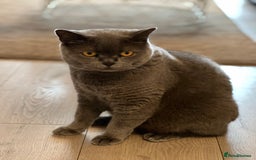 British Shorthair cats for sale: British Shorthair & DSH - Bonded House Cats - Image 4