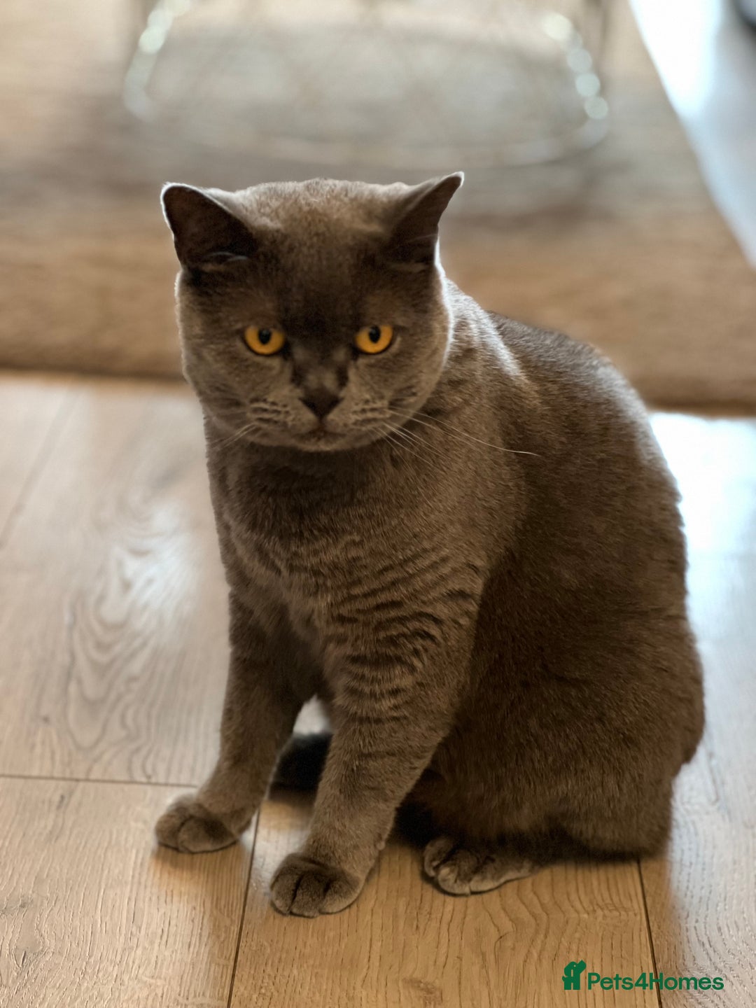 British Shorthair cats for sale: British Shorthair & DSH - Bonded House Cats - Image 4