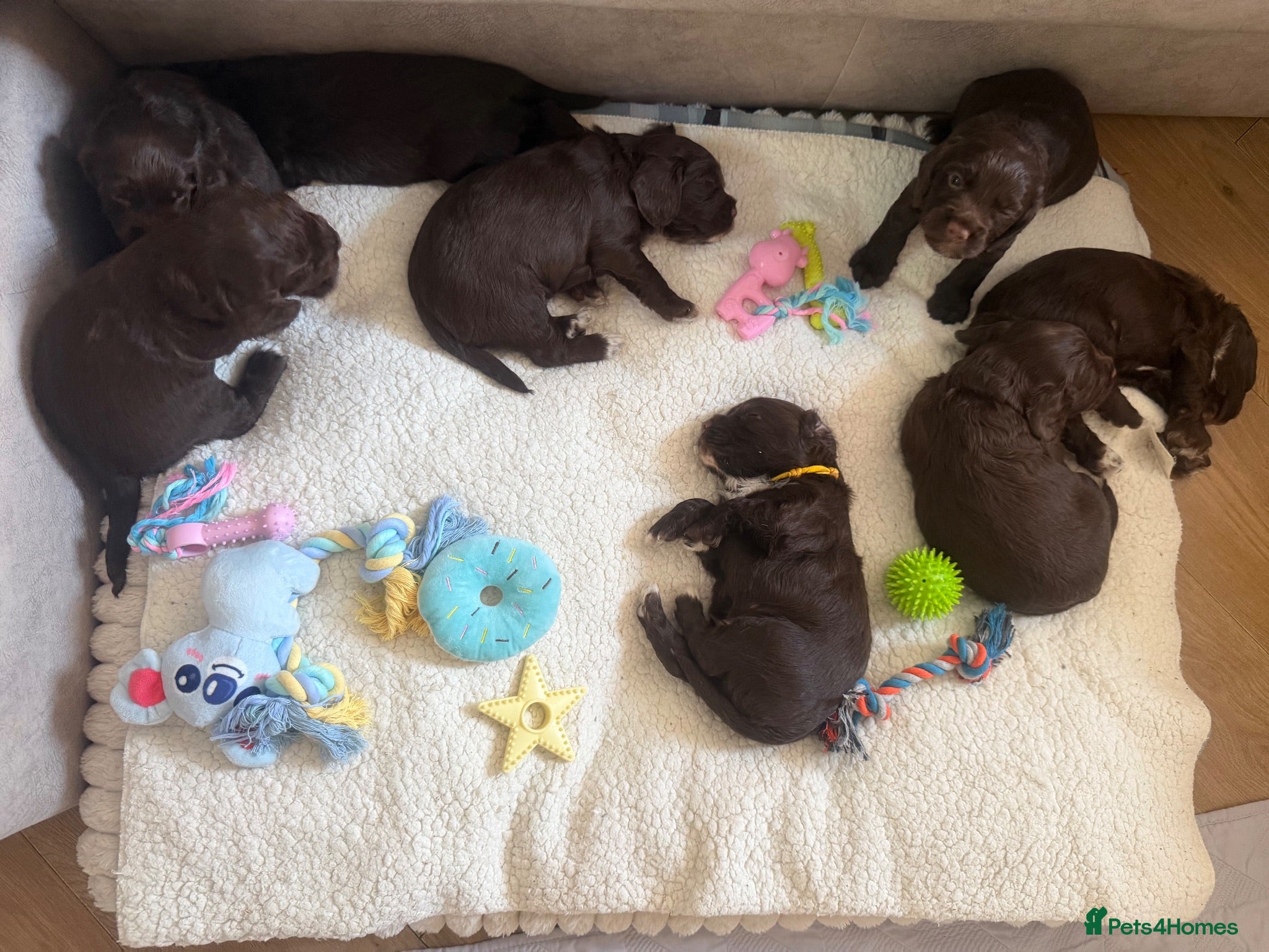 Sprocker dogs 8 beautiful chocolate and white cocker spaniels  - Advert 1