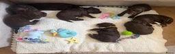 Sprocker dogs for sale: 8 beautiful chocolate and white cocker spaniels  - Advert 1