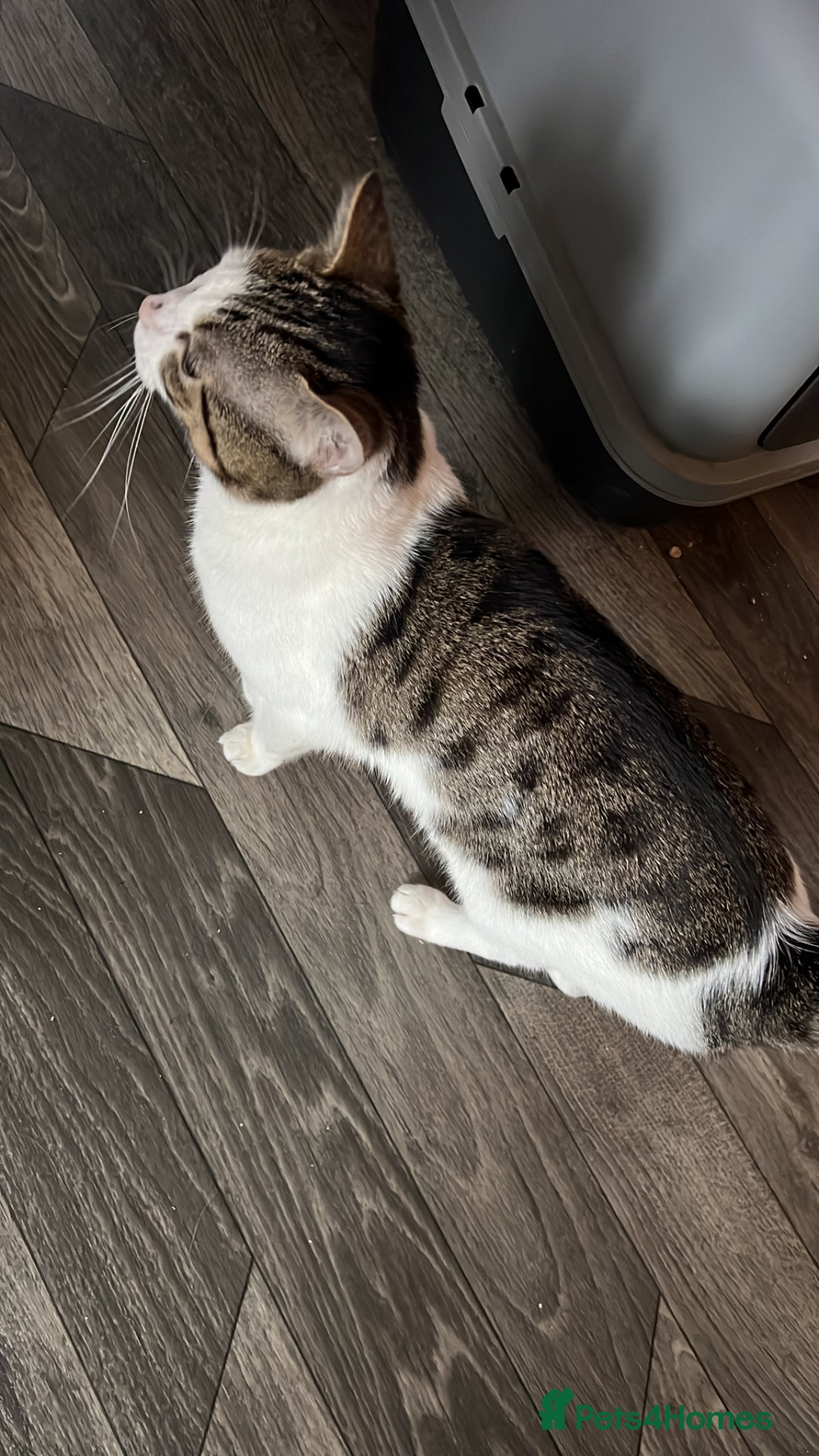 Mixed Breed cats Bengal mixed breed 1 year old  - Advert 3