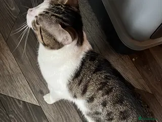 Mixed Breed cats Bengal mixed breed 1 year old - Advert 1