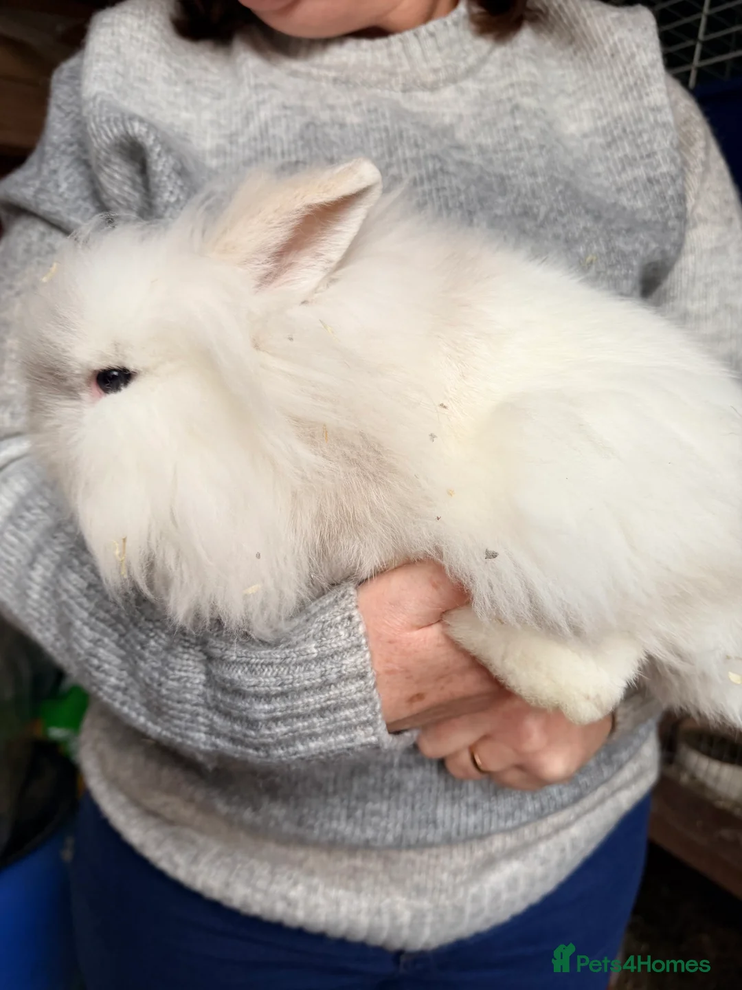 Lionhead rabbits for sale: Lionheads Bucks  - Advert 2