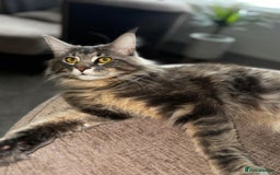 Maine Coon cats for sale: Friendly Stripy Grey Male Maine Coon  - Image 7