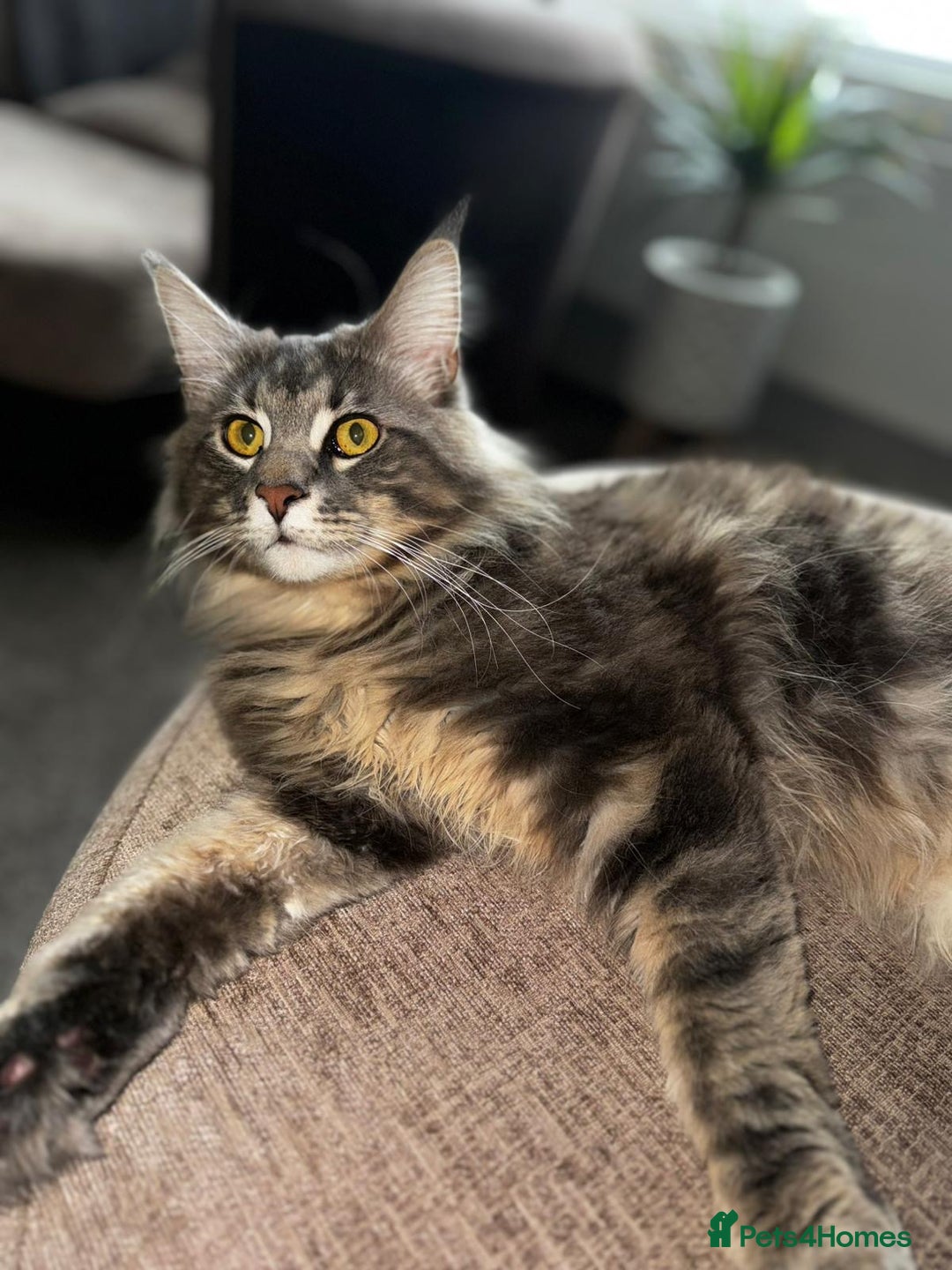 Maine Coon cats for sale: Friendly Stripy Grey Male Maine Coon  - Image 7