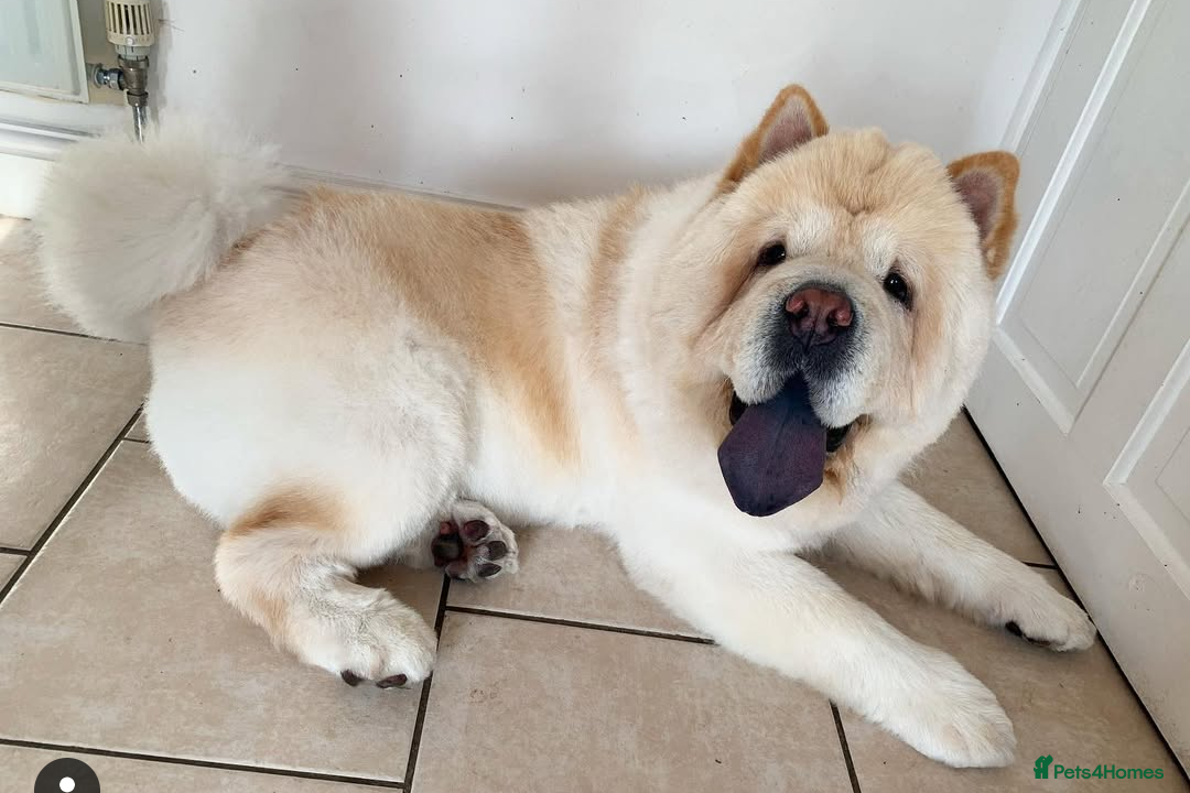 Chow Chow dogs for sale: Rambo the chow-chow  - Image 4