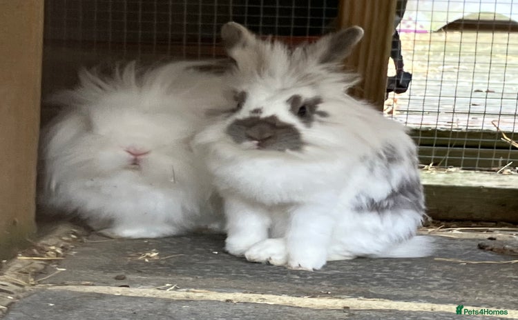Mixed Breed rabbits - Advert 7