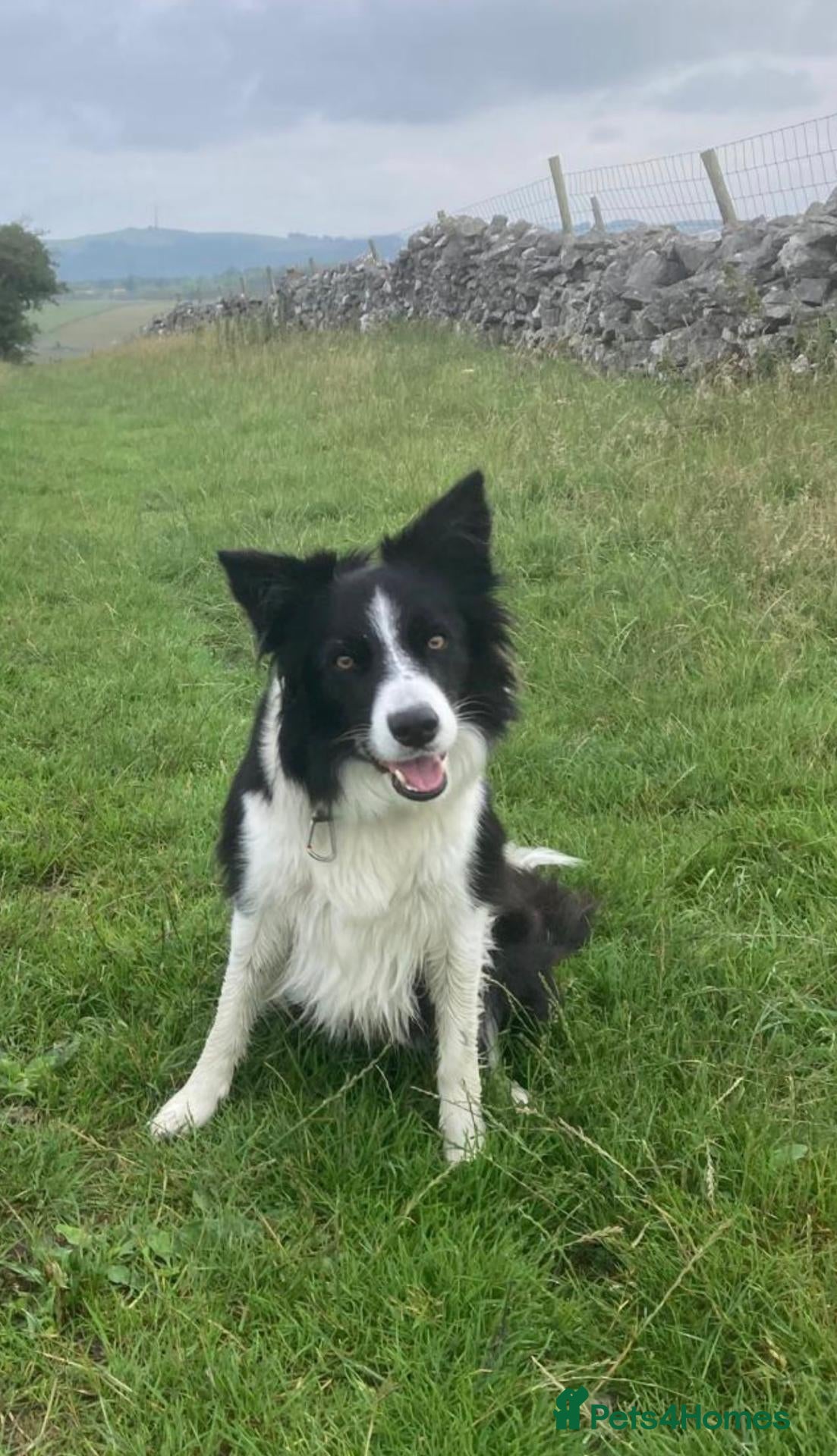 Border Collie dogs Border collie pups for sale  - Advert 9