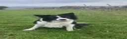 Border Collie dogs for sale: Border collie pups for sale  - Advert 1