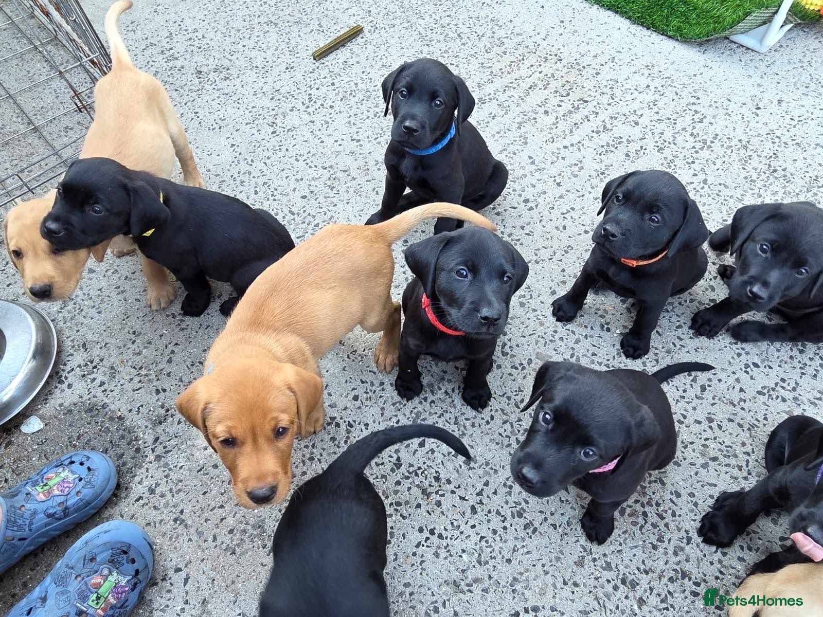 Labrador Retriever dogs Lovely Labrador puppy’s  ready to go  - Advert 2