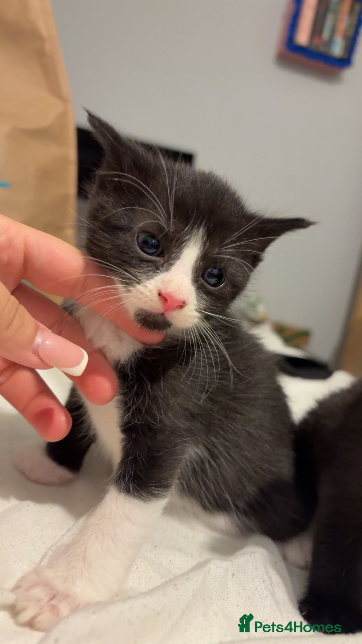 Ojos Azules cats Beautiful kittens for sale  - Advert 2