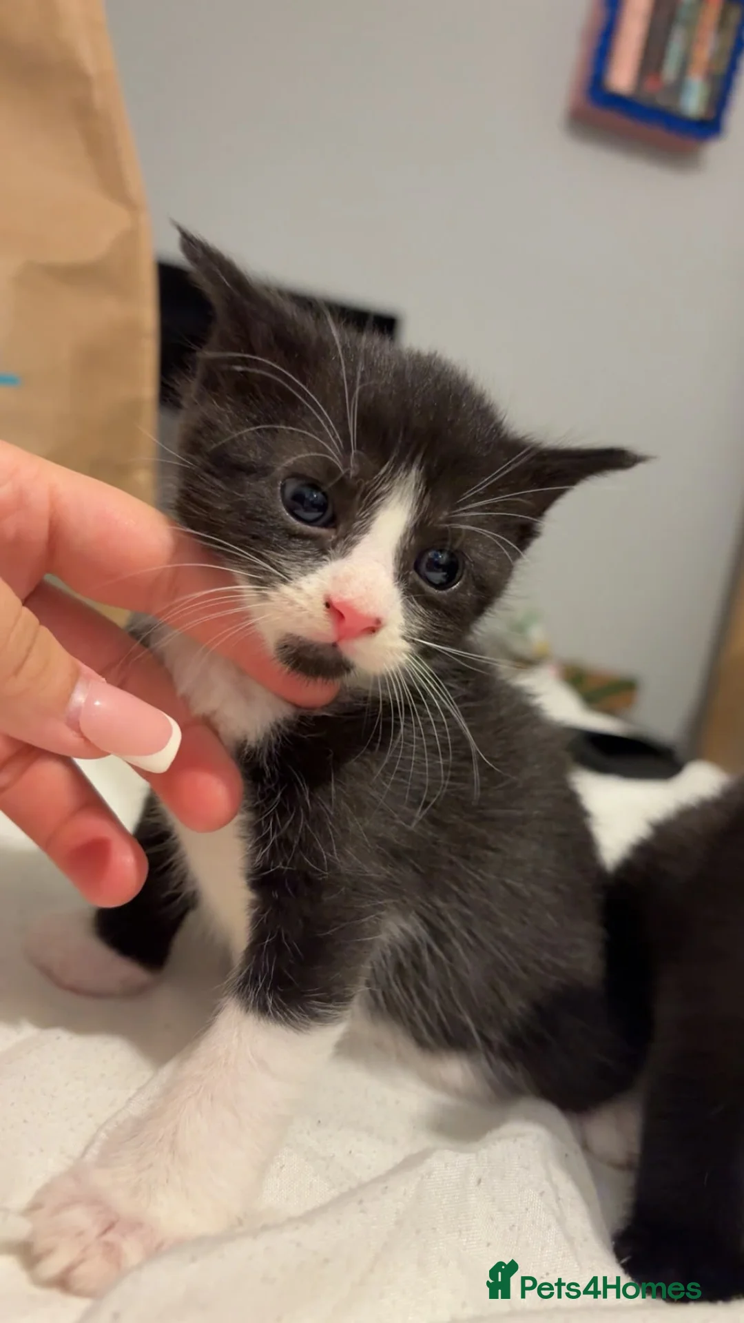 Ojos Azules cats for sale: Beautiful kittens for sale  in High Wycombe - Advert 1