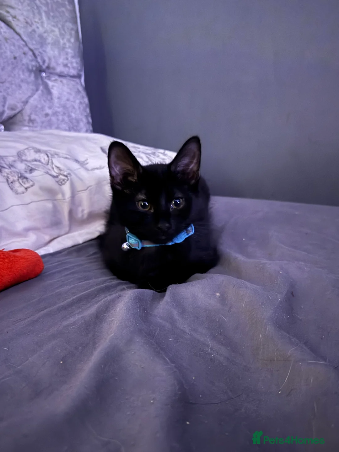 British Shorthair cats for sale: 3 kittens for sale - Advert 9