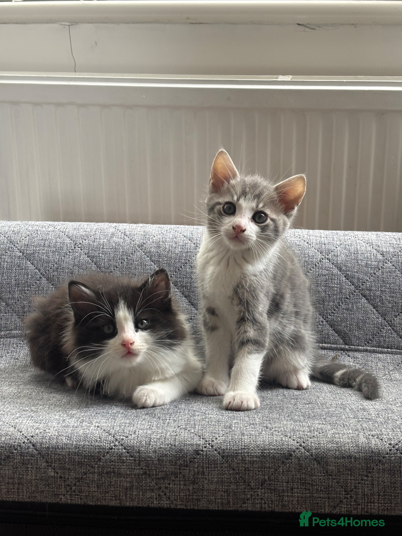 Mixed Breed cats Beautiful Active Girl Kitten  🐾 - Advert 4