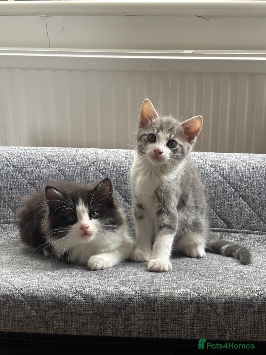 Mixed Breed cats for sale: Beautiful Active Girl Kitten  🐾 - Advert 1