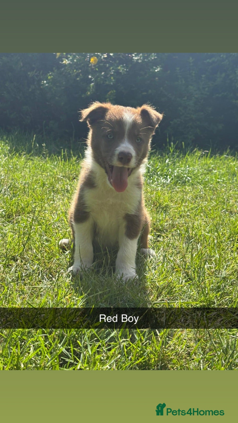 Border Collie dogs 6 Red, White & Tan Health Tested puppies ISDS - Advert 2