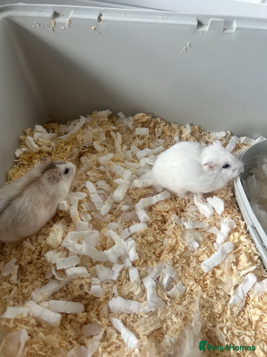 Hamster rodents for sale: Dwarf hamsters  in Huddersfield - Advert 3
