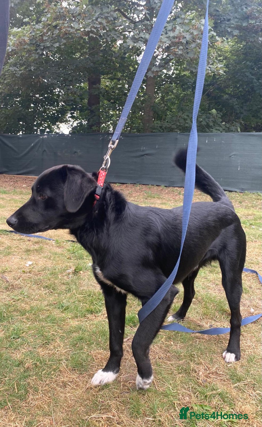 Mixed Breed dogs for adoption: Meet DIESEL - a Lovely Boy for a Loving Home - Image 8