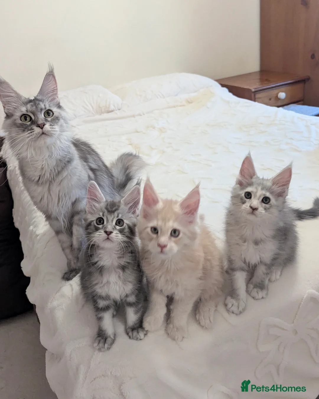 Maine Coon cats for sale: Championed Lined Registered Maine Coon Kitten  - Advert 7