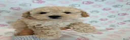 Maltipoo dogs for sale: Beautiful health tested happy Maltipoo puppys  - Advert 3