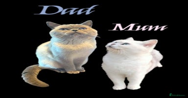 British Shorthair cats - Advert 1