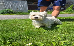 West Highland Terrier dogs for sale: West Highland Terrier Puppies - Image 2