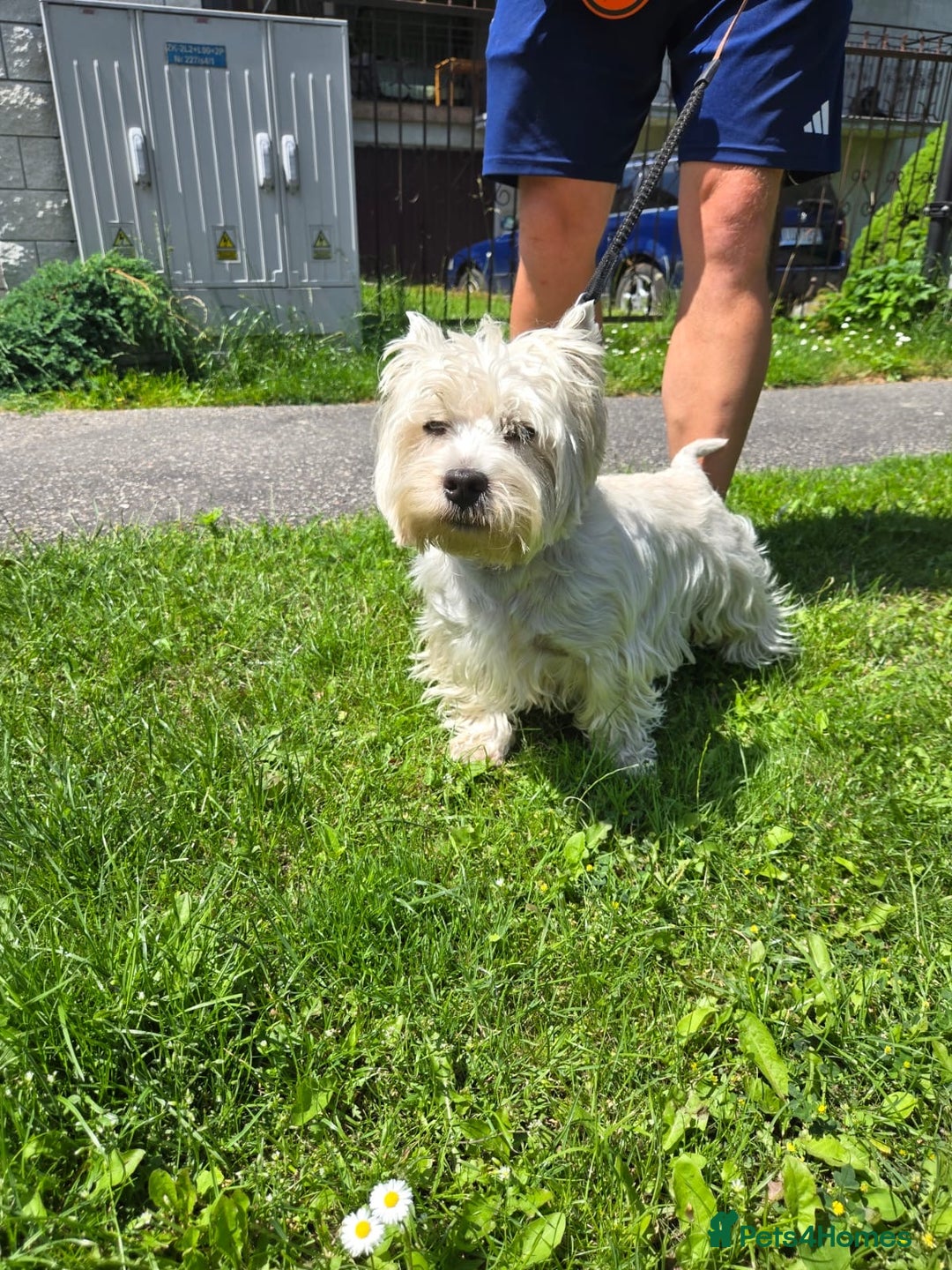 West Highland Terrier dogs for sale: West Highland Terrier Puppies - Image 2