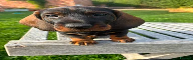 Dachshund 1